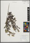 Foto von Salix purpurea L.
